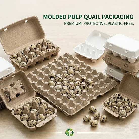 Biodegradable molded pulp quail egg clamshell packaging with die-cut top viewing windows for retail display Biodegradable molded pulp quail egg clamshell packaging with die-cut top viewing windows for retail display
